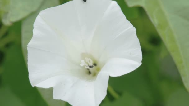 De witte bloemblaadjes van de bloem veld bindweed — Stockvideo