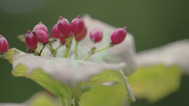 Red guelder rose flower plant — Stock Video