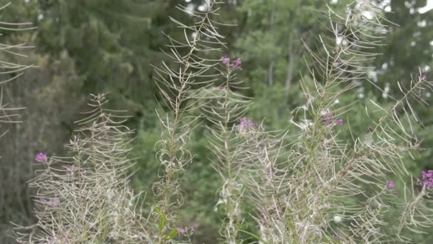 Lots of great willowherb plant in the meadow — Stock Video
