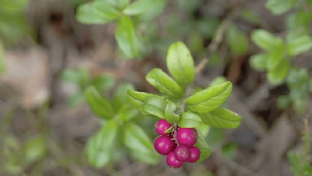 Cowberry 식물 열매의 좀 더 가까이 — 비디오