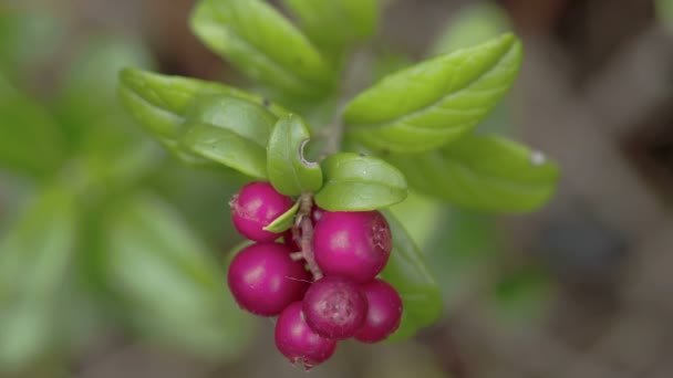 Ένα cowberry φυτό με έξι φρούτα σε αυτό — Αρχείο Βίντεο