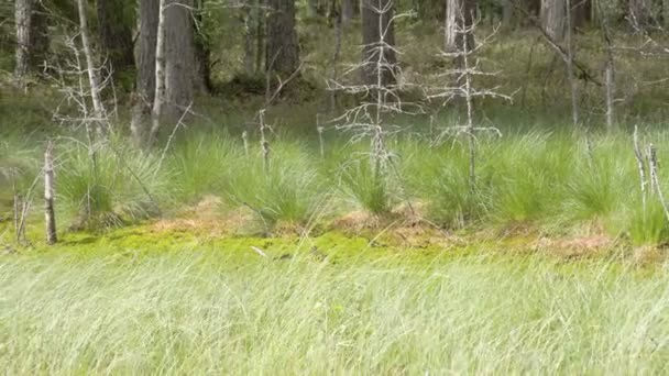 Болото с большим количеством зеленых кустов травы — стоковое видео