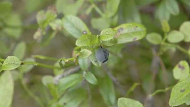 Ένα φυτό βατόμουρου με ένα φρούτο σε αυτό — Αρχείο Βίντεο