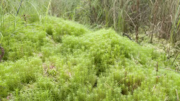 Un pantano musgoso con mucha hierba en el bosque — Vídeos de Stock