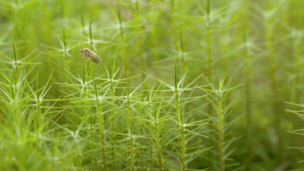 Een bug overbrengen van een plant naar de andere — Stockvideo