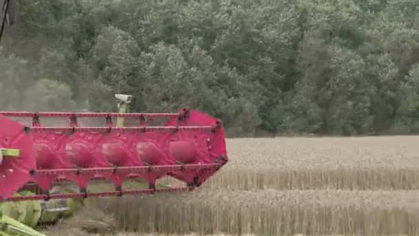 Сбор урожая пшеницы на поле — стоковое видео