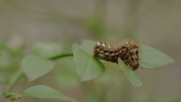 Closer look of the brown hairy moth — Stock Video