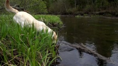 gölet üzerinde getting a labrador evde beslenen hayvan
