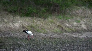 bir şeyler yemek beyaz leylek