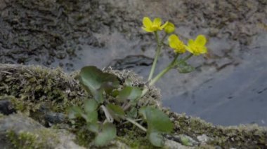 Sarı marsh marigold çiçek