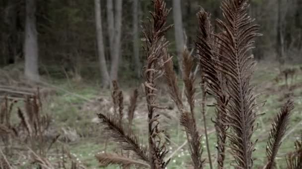 枯萎的蕨类植物一套 — 图库视频影像