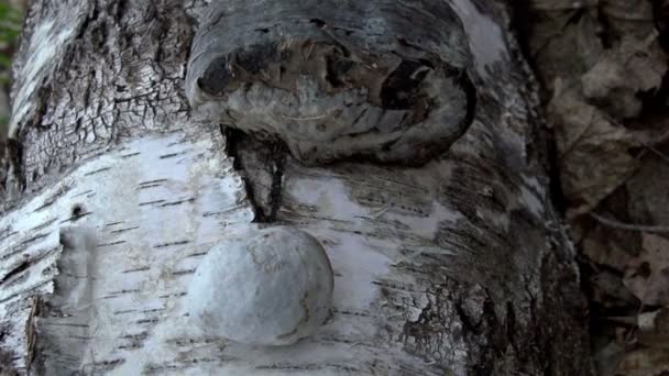 Musgo blanco en un tronco — Vídeo de stock