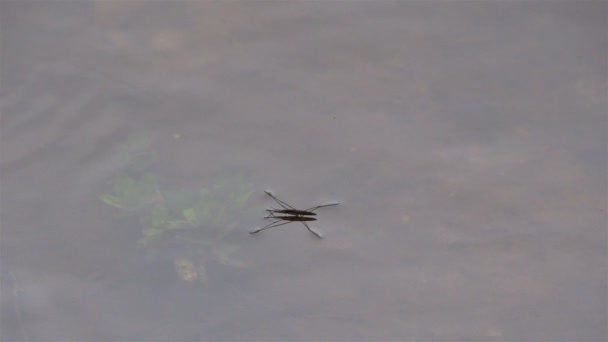 A common water strider in the pond — Stock Video