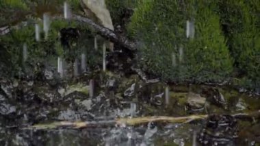 düşen su ile yosunlu kayalar