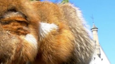 Bir Viking kahverengi kürk