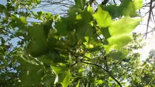 Árvore de bordo com folhas verdes — Vídeo de Stock