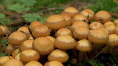 Bir tarama güvesi Fs700 ile Armillaria veya bal mantar seti