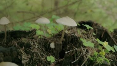 Küçük küçük oldukça yaygın ahşap sorrel bir ağacın gövdesinde bulunan Fs700