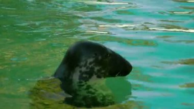 Su Fs700 üzerinde başını ile ortak bir mühür