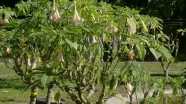 Bahçef700 çiçek çan bitkiler