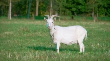 Fs700 çiftliğinde duran beyaz yerli keçi