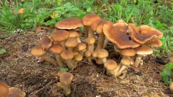 Куча медовых грибов на земле FS700 — стоковое видео