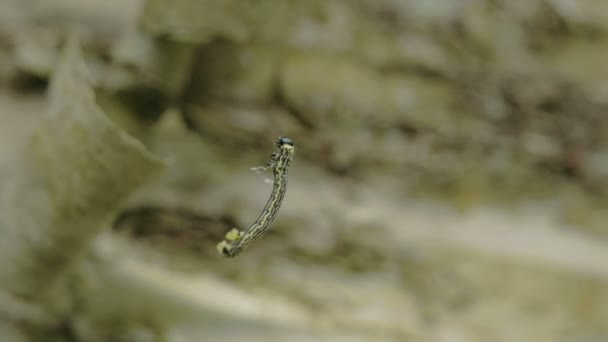 Liten svart grönaktig Moth snurrande runt Fs700 — Stockvideo