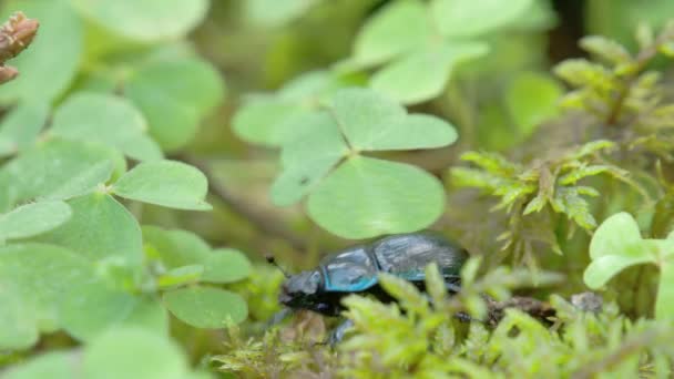 Svart och glänsande dynga beetle kryper på bladen Fs700 — Stockvideo