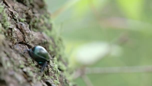 Un escarabajo estiércol arrastrándose sobre un árbol con sus diminutas patas FS700 — Vídeos de Stock