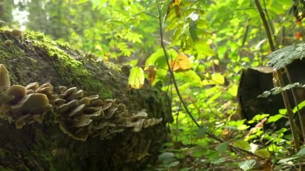 Beaucoup de Fomitopsis Pinicola trouvé sur le tronc d'un arbre moussue FS700 