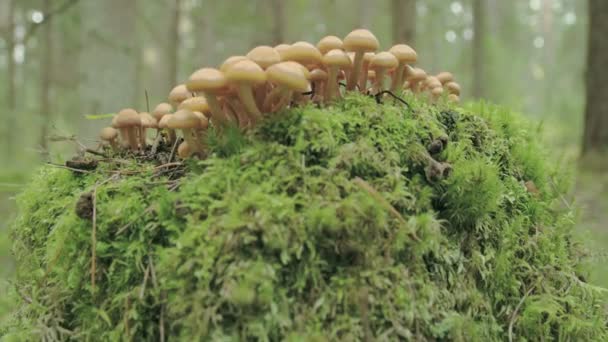 Small tiny honey fungus growing on the trunk FS700 — Stock Video