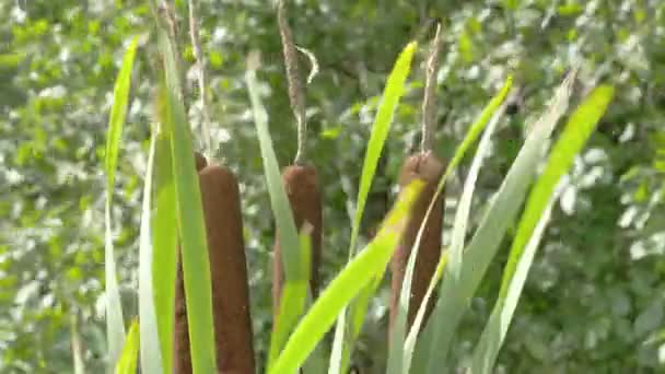 Den Typha latifolia med andra höga gräs vifta på vinden i Wind Fs700 — Stockvideo