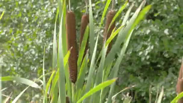 Beaucoup de scirpe brune et verte agitant sur les prairies FS700 