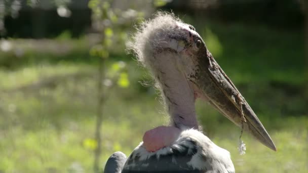 A cabeça peluda da cegonha marabou olhando ao redor da área FS700 — Vídeo de Stock