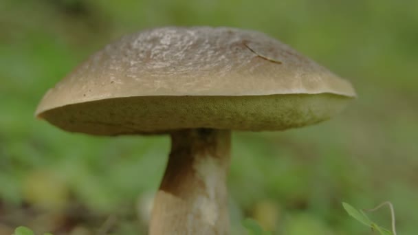 Zavřete pohled na hnědou a tučnou houbu Leccinum Fs700 — Stock video
