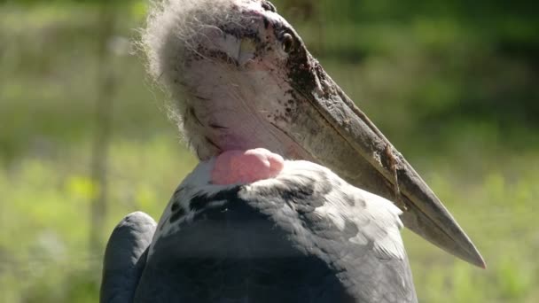 Den Marabou Stork med sin långa ang Big näbb Fs700 — Stockvideo