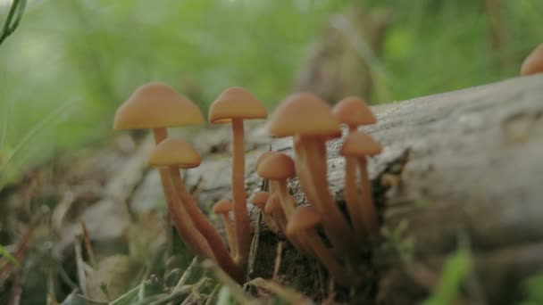 Kleine witte paddenstoelen groeien op de boomstam Fs700 — Stockvideo