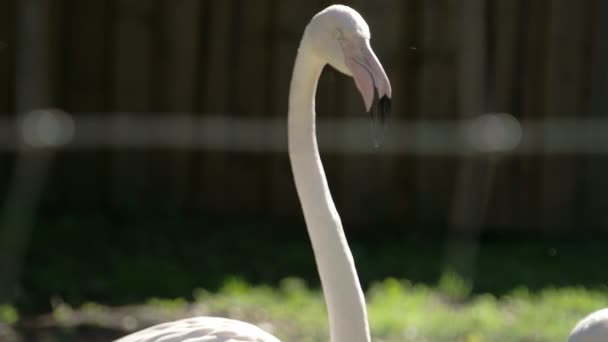 The long neck and big beak of the flamingoes FS700 — Stock Video