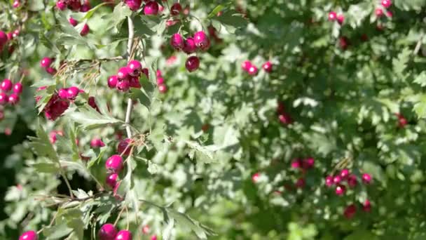 Lots of Crataegus fruits bloomed on the spring FS700 — Stock Video