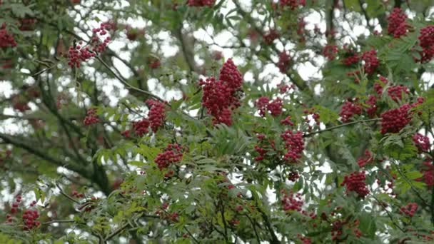 Bunch of Sorbus fruits bloomed on its trees FS700 — Stock Video