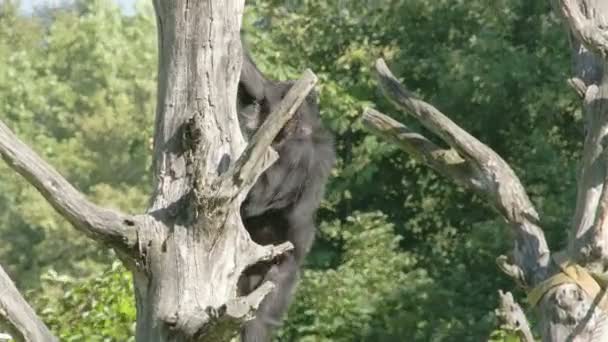 Uno scimpanzé che attraversa camminando e appeso alla corda FS700 — Video Stock