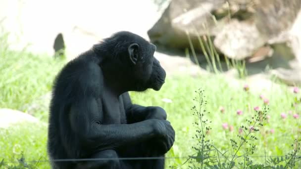 Een zwarte gemeenschappelijke chimpansee zittend op het gras Fs700 — Stockvideo