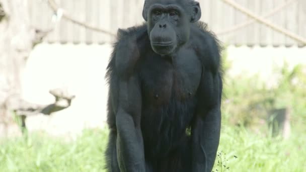 Chimpancé negro de pie y sentado en la hierba FS700 — Vídeos de Stock