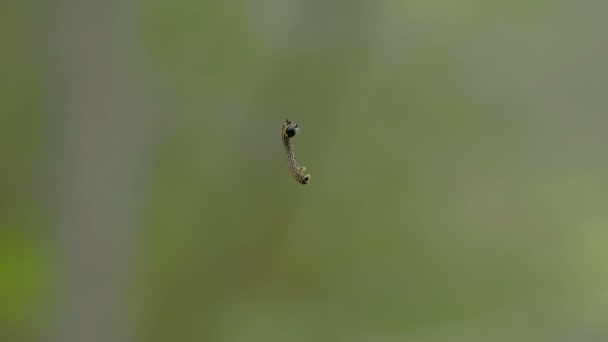 Uma mariposa pequena rastejando para cima na corda FS700 — Vídeo de Stock