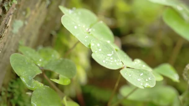 Листья растения с влажной водой на нем FS700 — стоковое видео