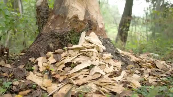 De stukken hout van de boomstam opgegeten door de Bever Fs700 — Stockvideo