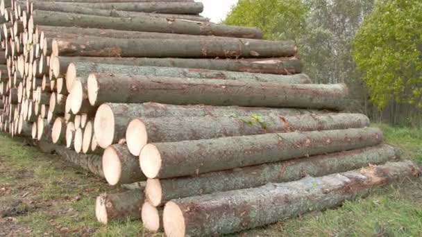 Heap of logs from spruce trees  FS700 — Stock Video