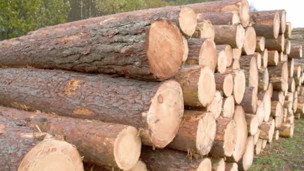 Heaps of logs from the cut spruce trees FS700 — Stock Video