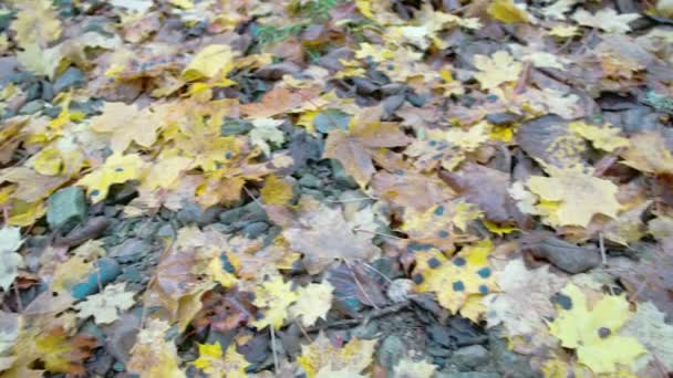 Много кленовых листьев разбросано по полу FS700 — стоковое видео