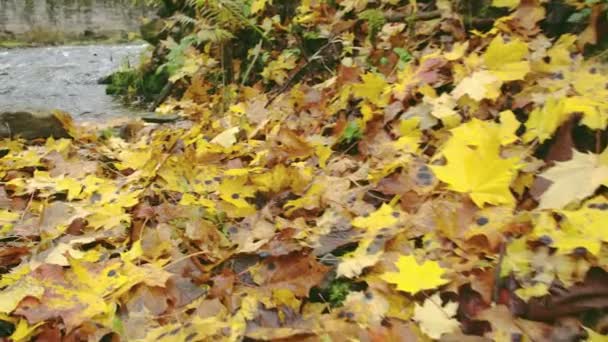 Φύλλα σφενδάμου στο έδαφος στην πλευρά του ποταμού Fs700 — Αρχείο Βίντεο